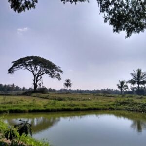 Rexona Gel de Banho Antibacteriano